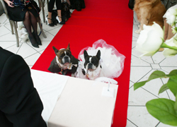 NHK総合「あなたが主役　50ボイス」